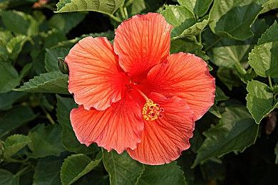 零售商泄露《寂静岭2：重制版》将于5月30日发售